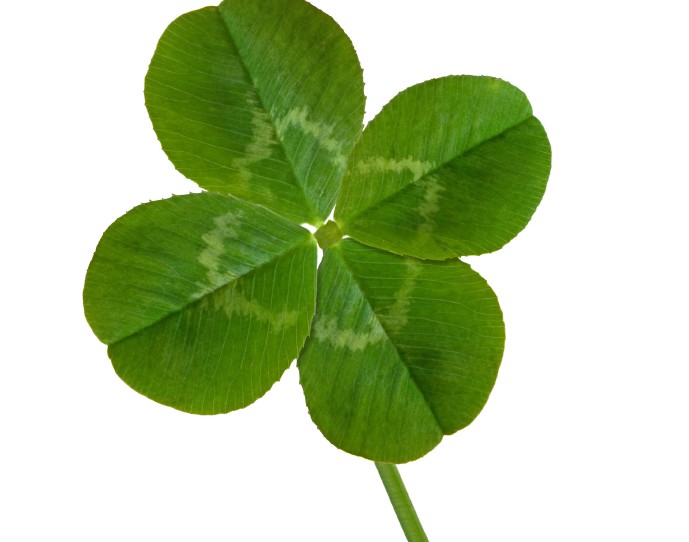 Four Leaf Clover Social Media