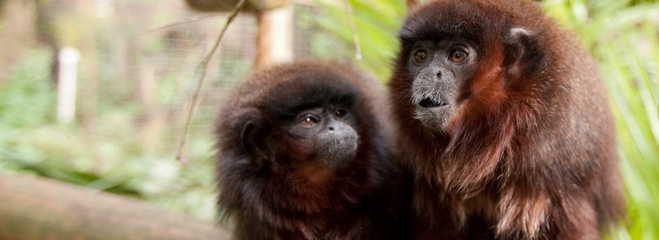 True reach through word of mouth